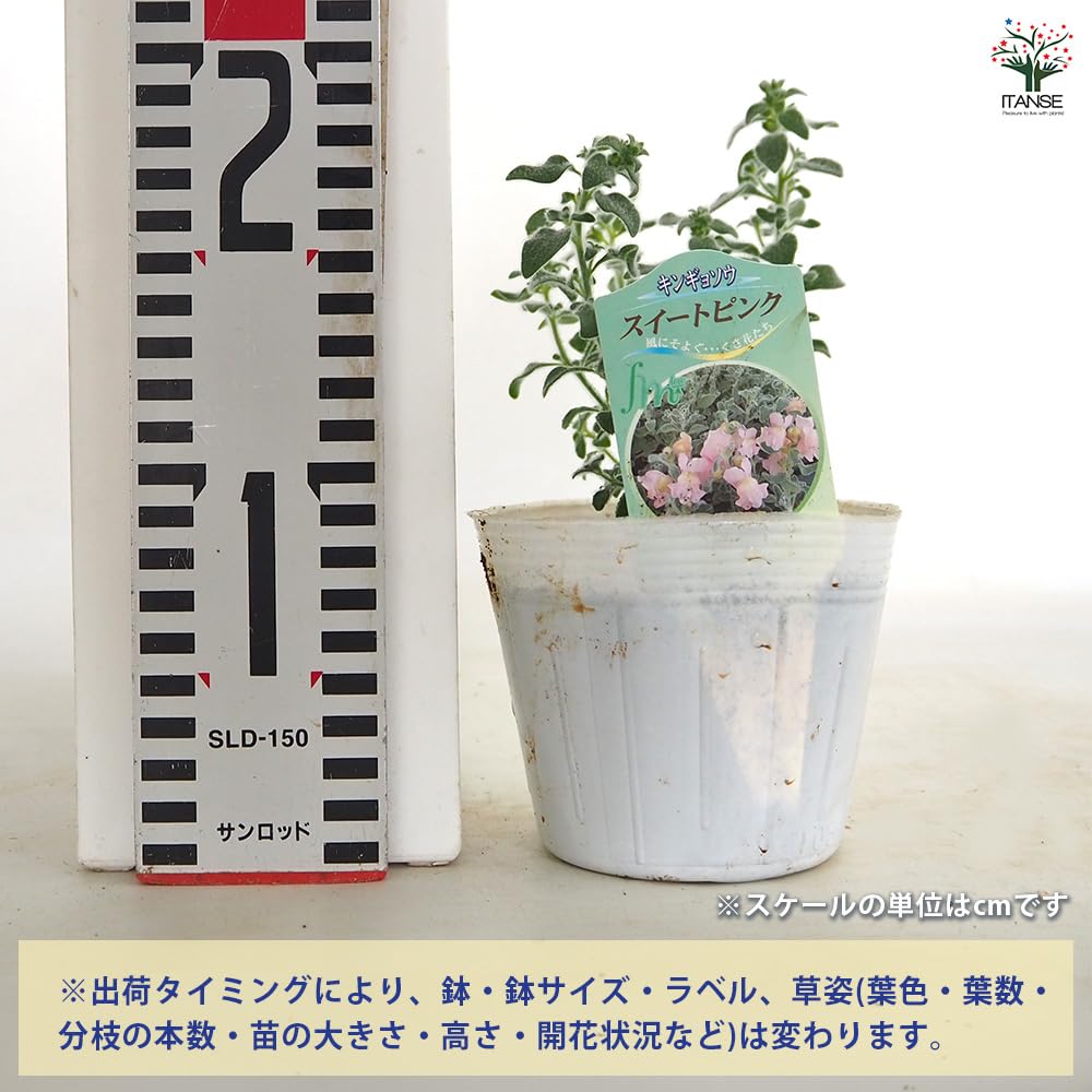Amazon.co.jp: ITANSE 金魚草(キンギョソウ) スイートピンク 3.5