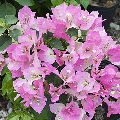 Miniatura 2 de Bougainvillea Multi Pack  3 plantas vivas en macetas de 4 pulgadas  Colores elegidos basados en la salud, belleza y disponibilidad  Hermoso arbusto