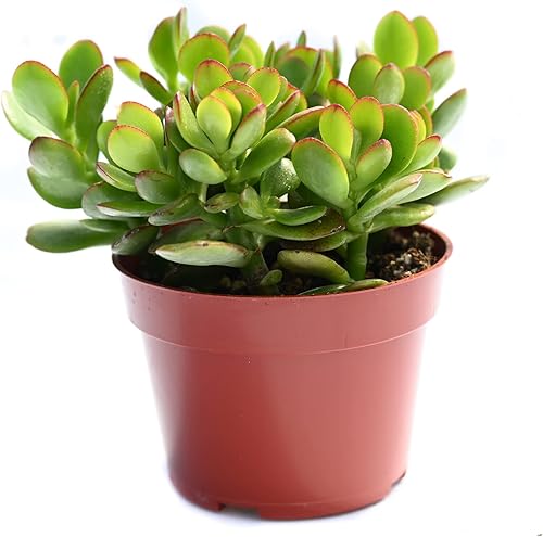 Planta suculenta de jade vivo – Crassula Ovata Jade Suculenta – Suculenta de jade totalmente arraigada de 4 pulgadas