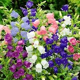 320+ Campanula Bell Flowers Seeds,Heirloom Hummingbirds Pollinated Plants