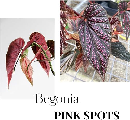 Miniatura 5 de Begonia - Planta viva para exteriores, puede crecer como begonia llorona, planta de floración de rápido crecimiento y fácil cuidado para
