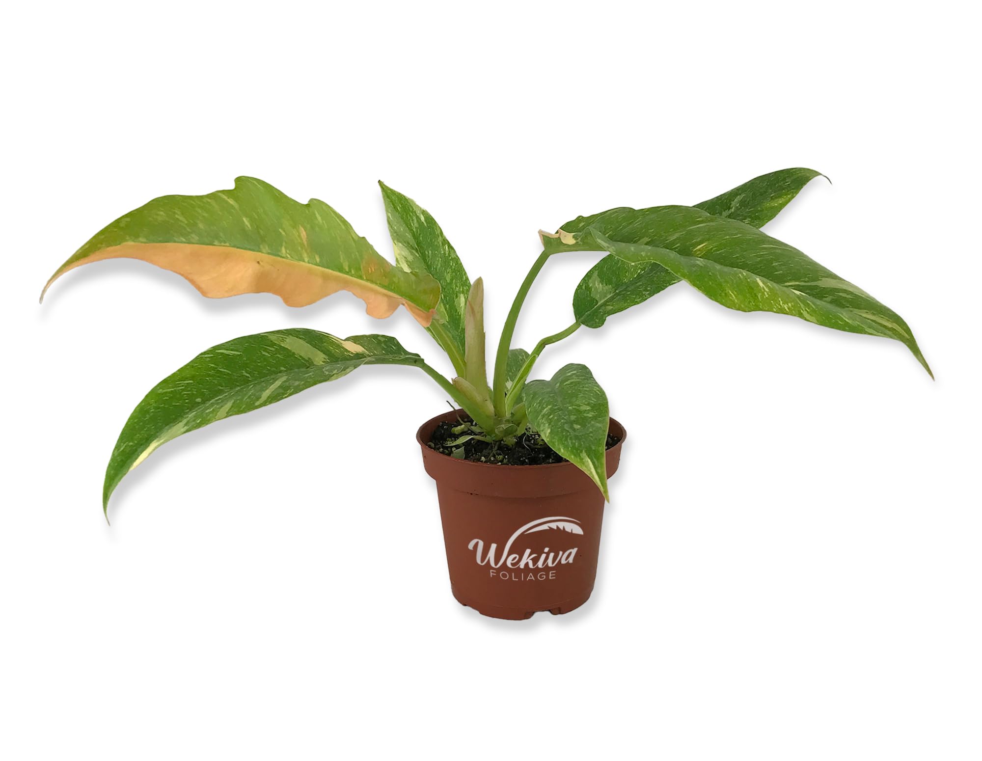 types of split leaf philodendron 15 Lacy TREE PHILODENDRON Split Leaf Cut-leaf Selloum House Plant Seed –  Seedville USA