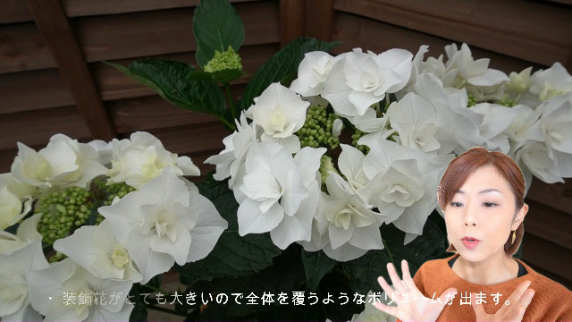 Amazon.co.jp: Elesno, Sakamoto Gardening, Tatsujin Hydrangea