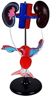 Study Model Female Genitourinary System Model - Genitourinary Anatomy Model - Human Organ Anatomical Model - PVC Material Female Genitourinary Model - for Study Teaching (Color : A) SaiFei
