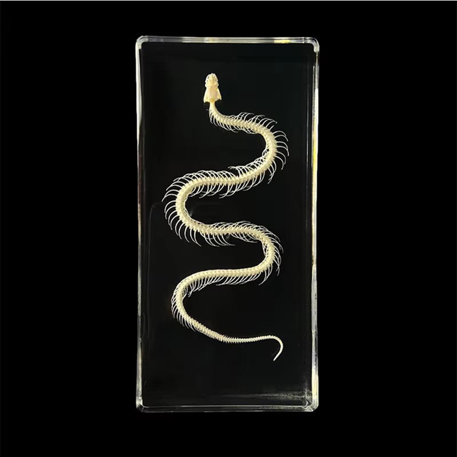 Taxidermy Insect Resin Skeleton, Real Animal Skeleton Block Embedded Specimen for Science Education(Snake Skeleton)