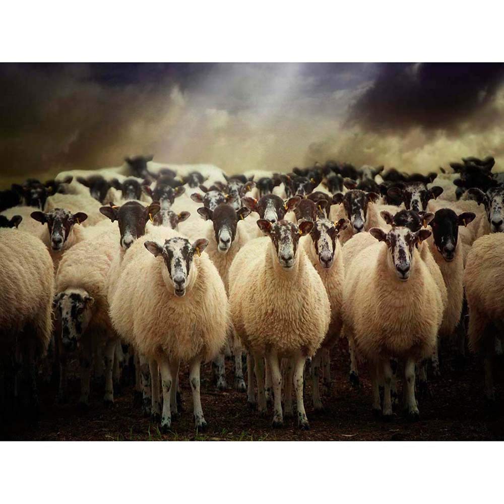 Wee Blue Coo Sheep Flock Farm Animal Art Print Poster Wall Decor 12X16 Inch