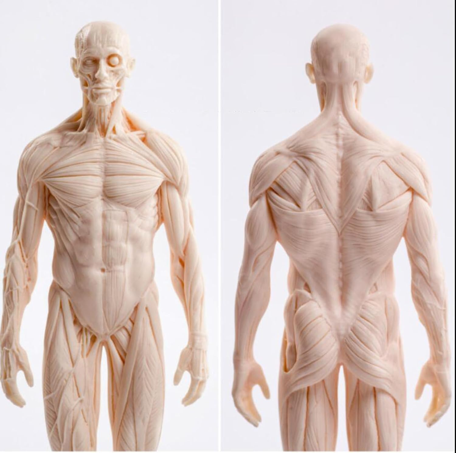 Modello di anatomia umana 30 cm maschio femmina muscolo figura-3 pezzi