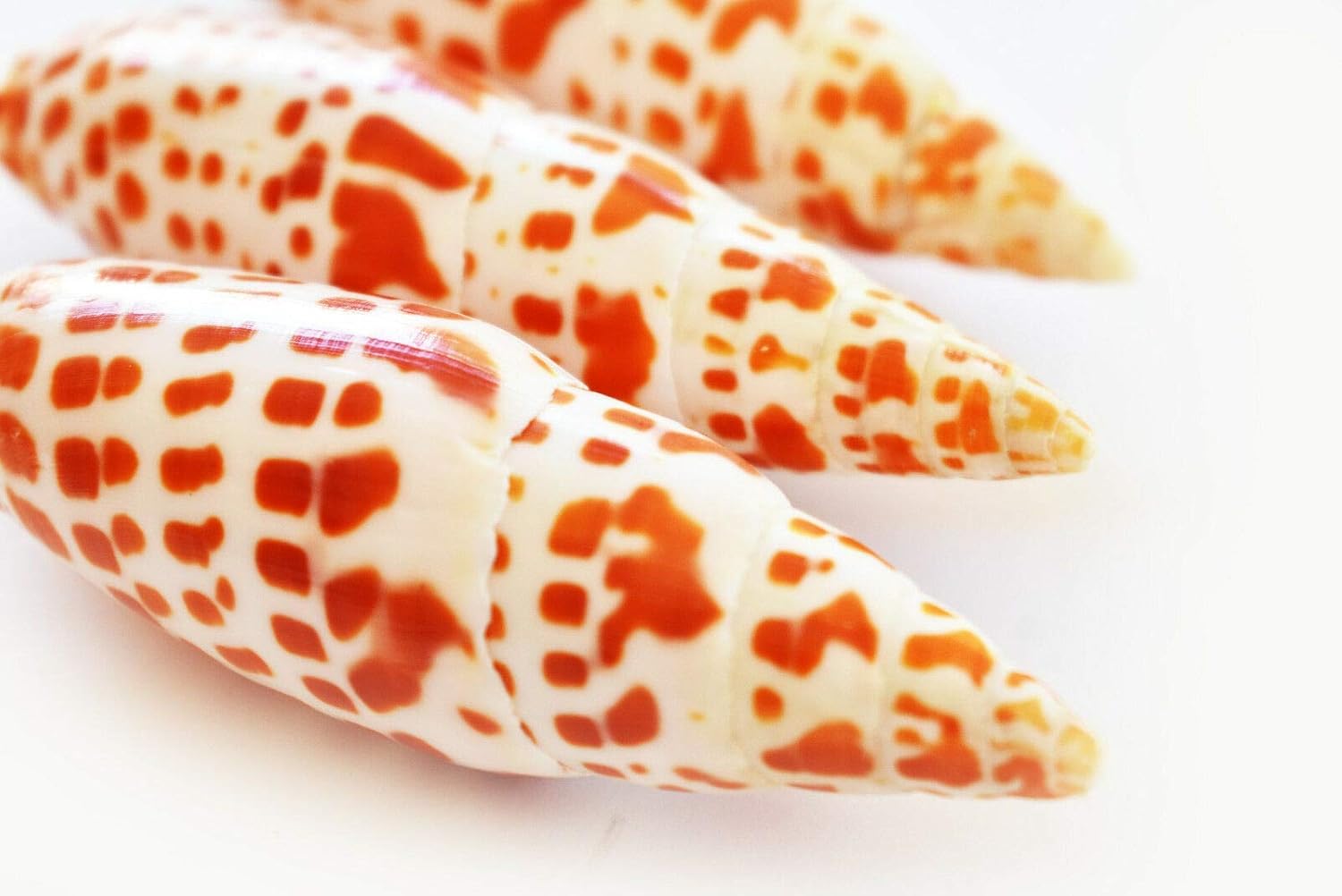 3 Episcopal Miter Shells (Mitra Mitra) 3-4 Nautical Decor Beach Crafts Hobby - Ocean Beach Seashells Perfect for Home Decoration, Art Craft, Vase Filler Fish Tank