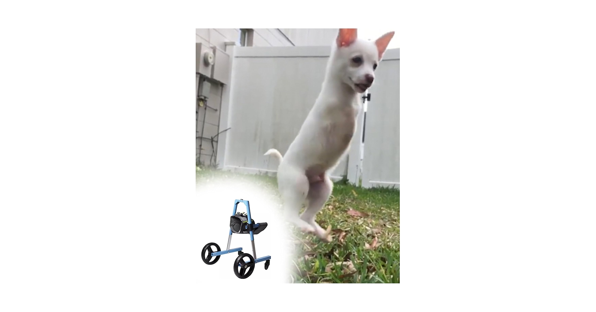 Amazon.co.jp: 犬用車いす 前足を支える小型大型犬用車椅子