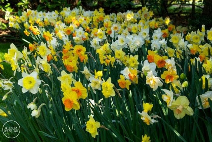 Long Lasting Mix Daffodil Bulbs for Planting - Value Bag - for Gardens, Borders & Flowerbeds. Already Sprouting, Easy to Grow Fall Flowers Bulbs (50 Bulbs)