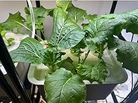 Review Image by Drea Drea