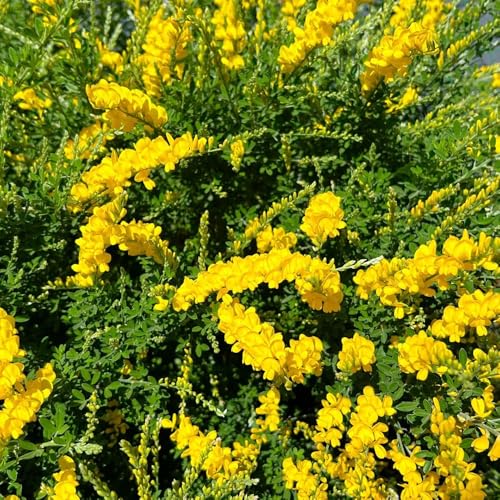 semi resistenti di ginestra - estremamente giardino perenni esterno 60pcs