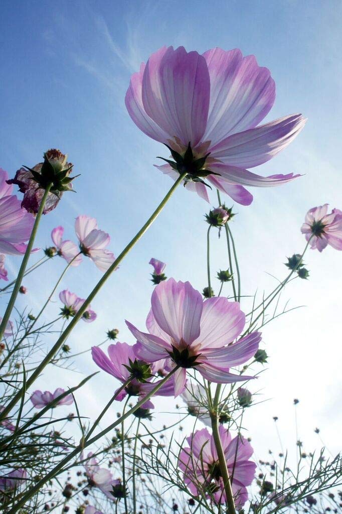 Golden Hills Farm® (AVG 100-500) seeds Cosmos Seeds DOUBLE CLICK MIX shades of rosy-red, rosy-lavender, and white SEEDS (B084NHP5PX) Amazon Price History, Amazon Price Tracker