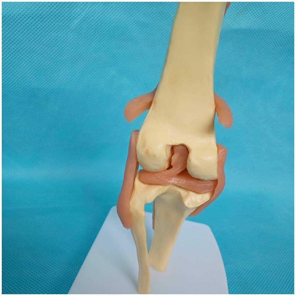 Sjdopulse Dog Knee Joint Model - Animal Joint Bone Skeleton Model - Medical Anatomical Knee Joint Model With Ligament - Canine Dog Knee Joint Ligament Model - For Veterinary Teaching Study