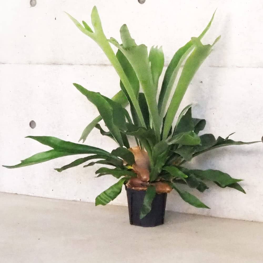 73922セール現品限　外国切手　イギリス発行動物他4種揃ネズミ植物 サンマリノ切手 2022年 野生動物 ハリネズミ 他入荷です!