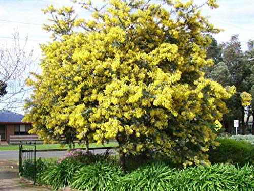 30+ Golden Mimosa Seeds Albizzia Acacia Tree Yellow Wattle Tree Flower #TOP4