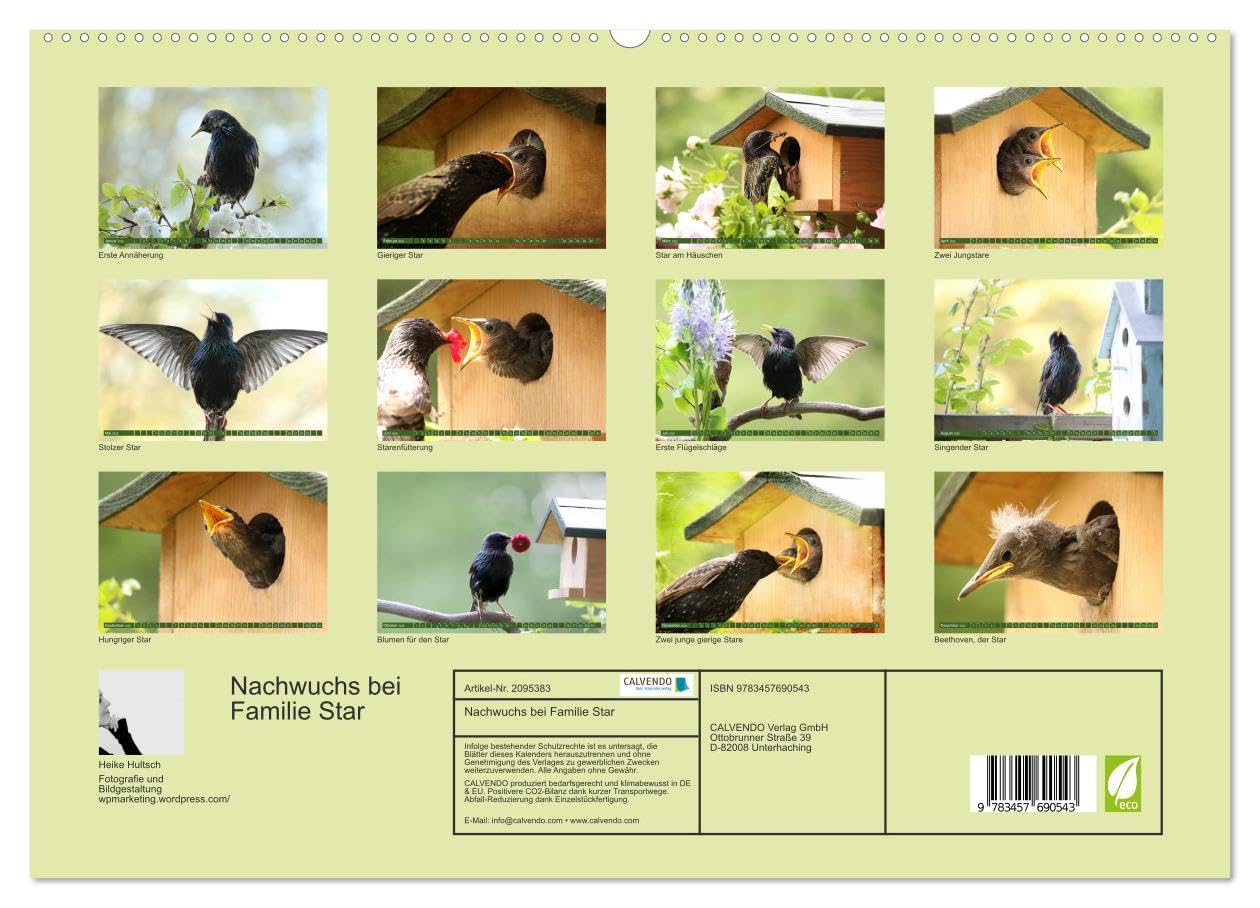 Nachwuchs bei Familie Star (hochwertiger Premium Wandkalender 2026 DIN A2 quer), Kunstdruck in Hochglanz: Brutzeit der Stare (CALVENDO Tiere)