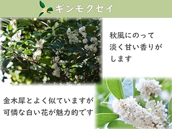Amazon.co.jp: 銀モクセイ 銀木犀鉢植え ぎんもくせい苗1本 花苗花木