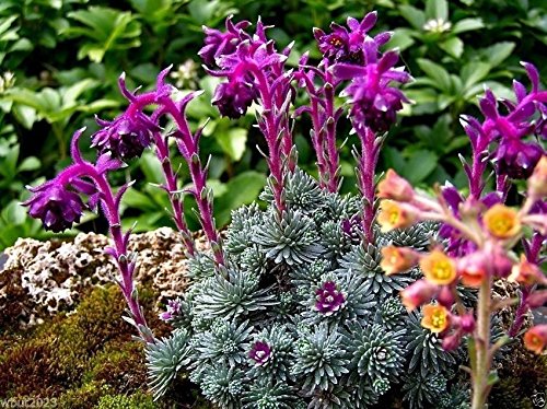 Amazon.com : 50 Sempervivum Seeds - (Saxifraga Sempervivum