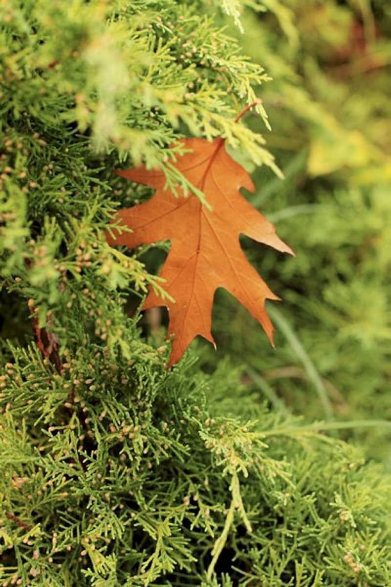 Koniferen PK Dnger Herbst Phospor Kalium Tannen Thuja Hecken Mit Magnesium  2kg : Amazon.de: Garten