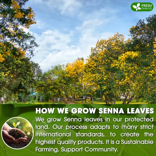 Image of FreshDrinkUS, Premium 135 Senna Leaf Tea Bags for Constipation, Supports Your Cardiovascular System, 100% Natural & Pure. Loose Leaf Senna Herbal Tea, Made with Natural Material Tea Bags. Non GMO, No Sugar / Caffeine / Gluten, Vegan.