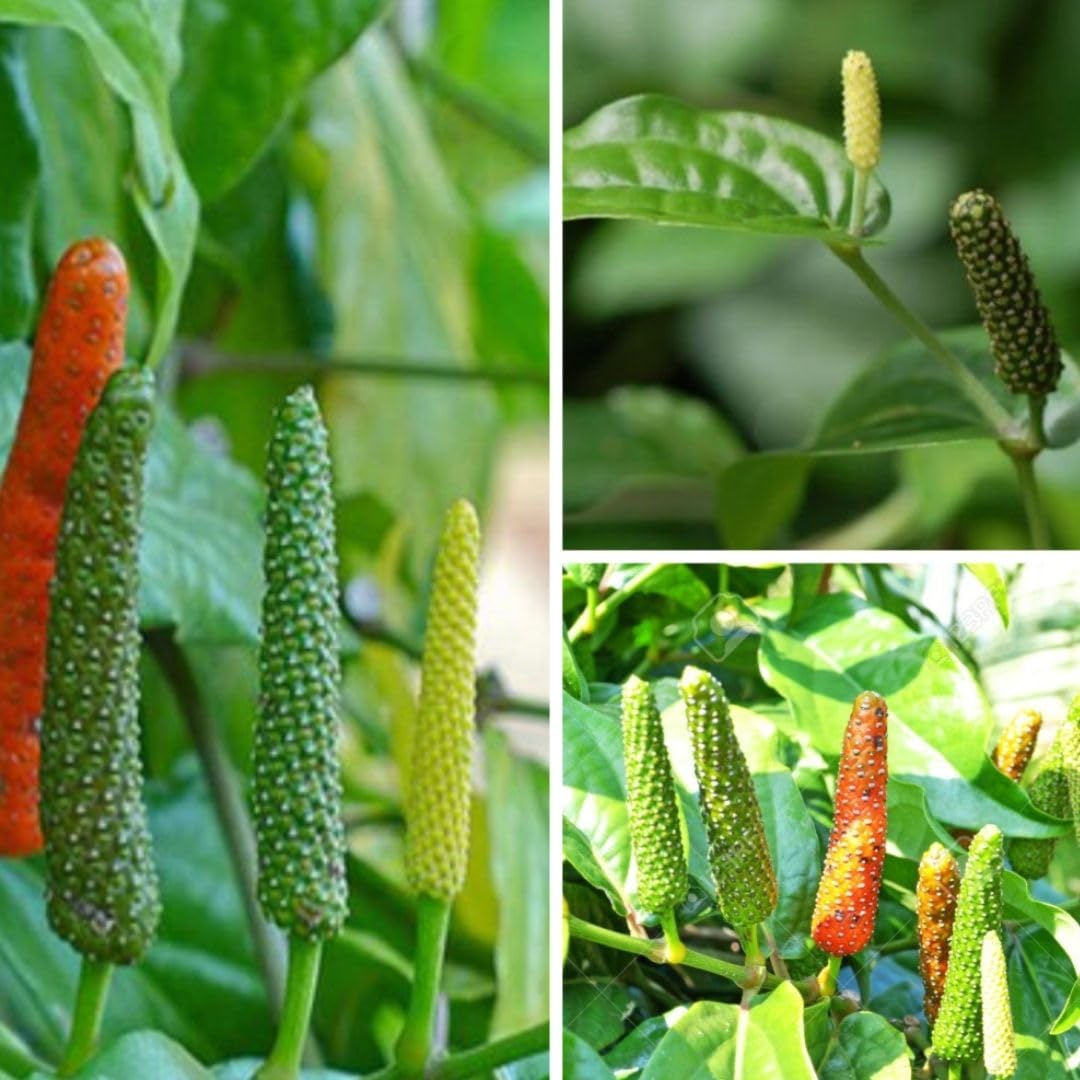 M-Tech Gardens Long Pepper Medicinal Herb Plant (Piper longum, Thippali) Exotic 1 Live Medicinal Plant (B07S1X7Z3J) Amazon Price History, Amazon Price Tracker