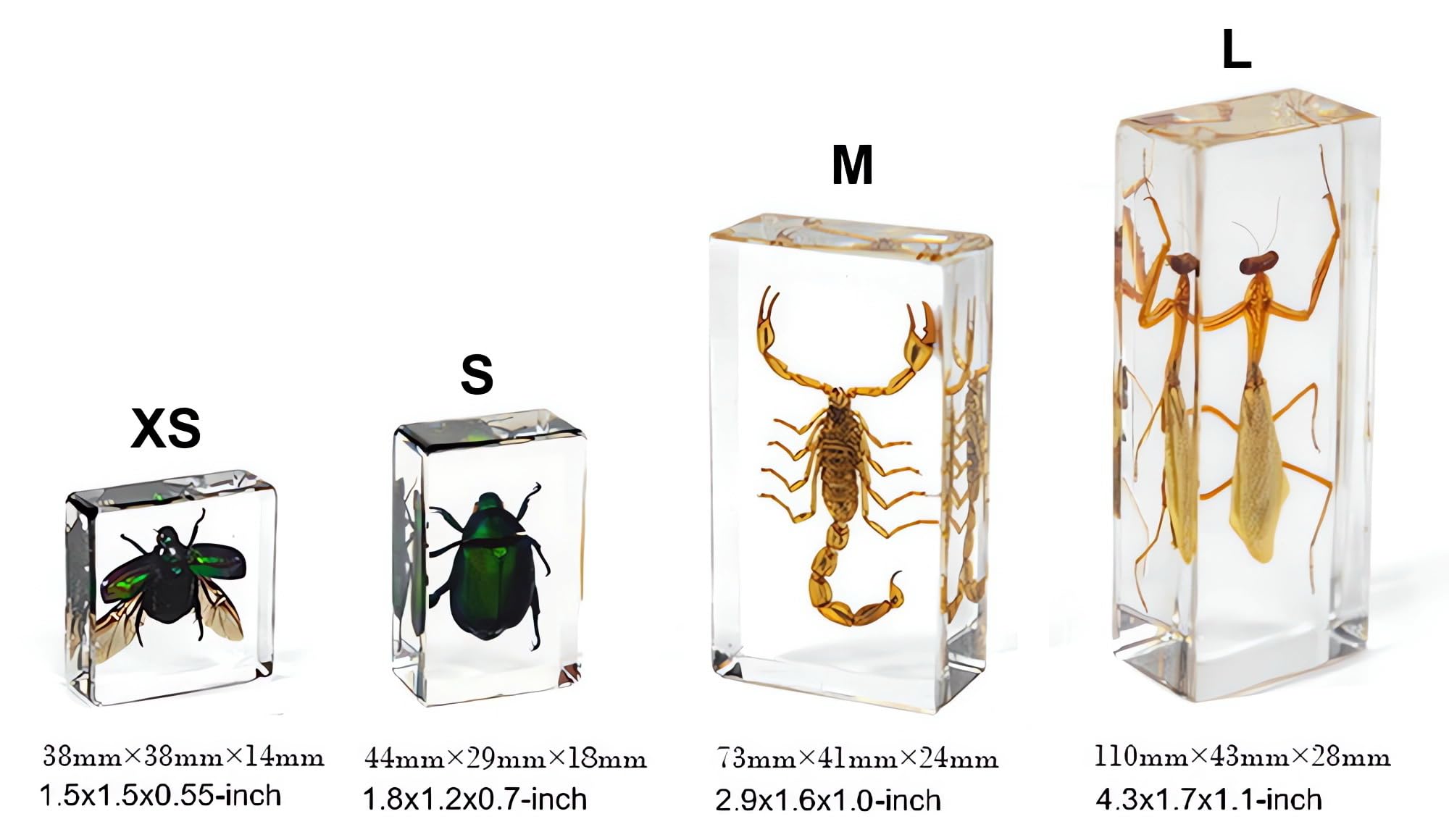 Small Size 15pcs Real Insect Specimens in Resin for Closer-Look & Study, Novelty Fun & Educational for Preschool, Classroom, Home Office Display Decor (15, Small 15pcs Insects)