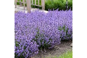 Cat's Pajamas Catmint: Thriving Live Plants, 1-gallon Container