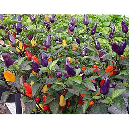 Royal Paradise Garden Ornamental Chili 