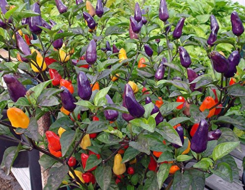 Royal Paradise Garden Ornamental Chili Pepper Chinese 5 Color 30 Chilli Seeds Pack (B075WBBZDT) Amazon Price History, Amazon Price Tracker