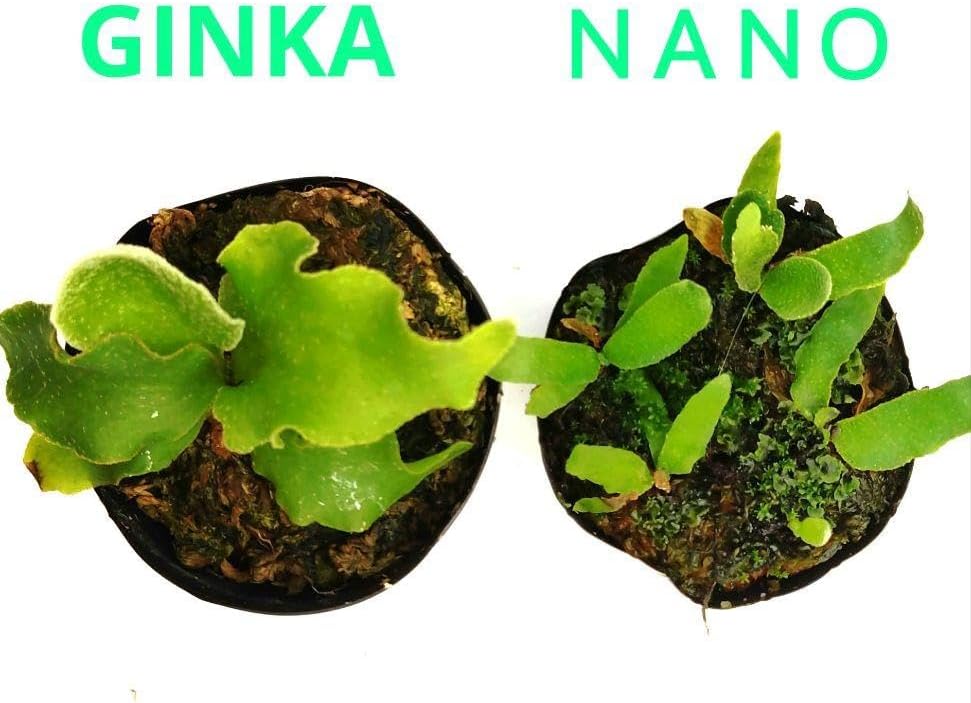 naka様専用ビカクシダまとめ商品】