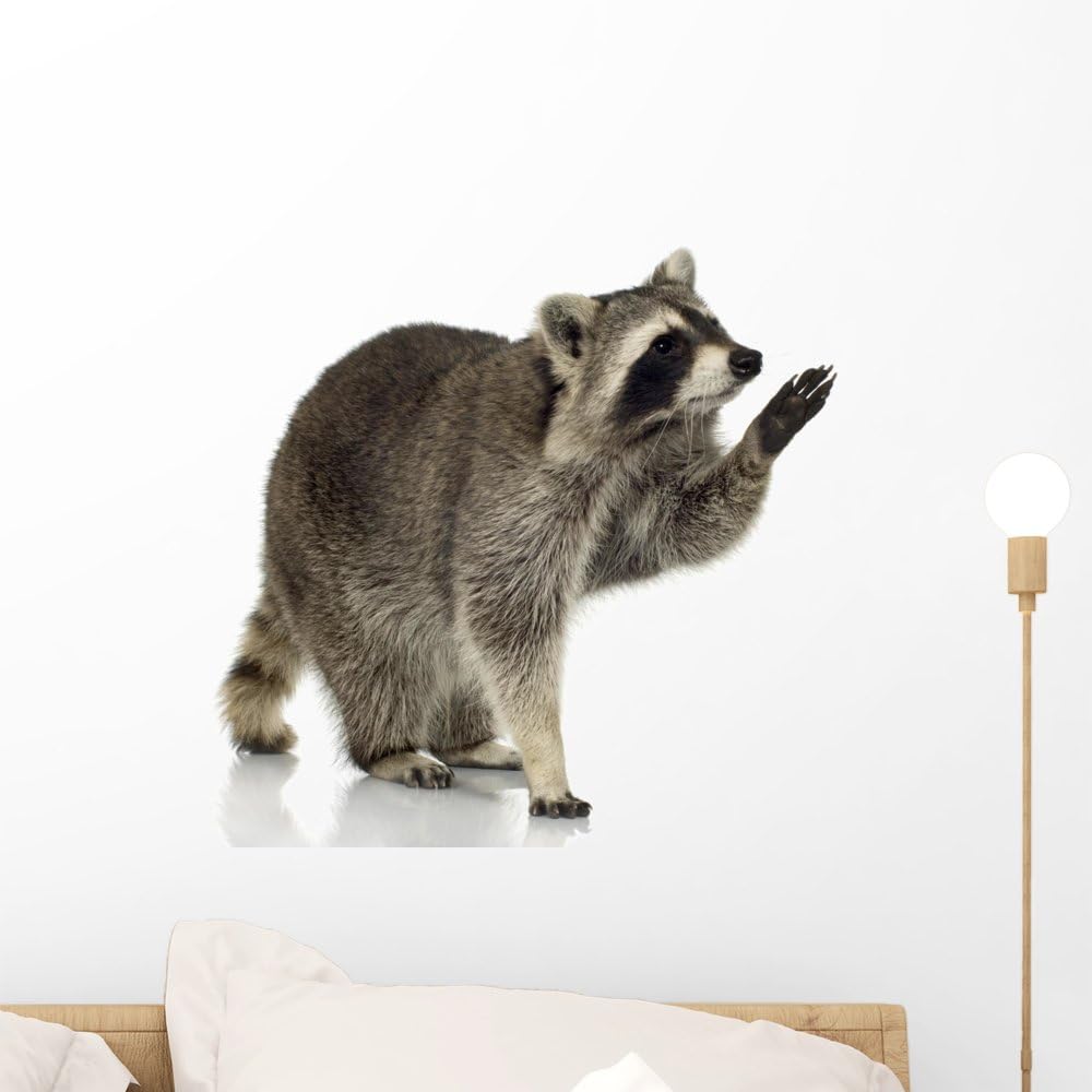 Raccoon 9 Months Procyon Lotor Wall Decal Peel and Stick Graphic WM213774 (18 in H x 18 in W)