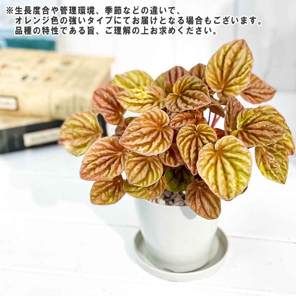 Amazon.co.jp: PLANCHU 観葉植物 ペペロミア キト 3.5号鉢 受け皿付き