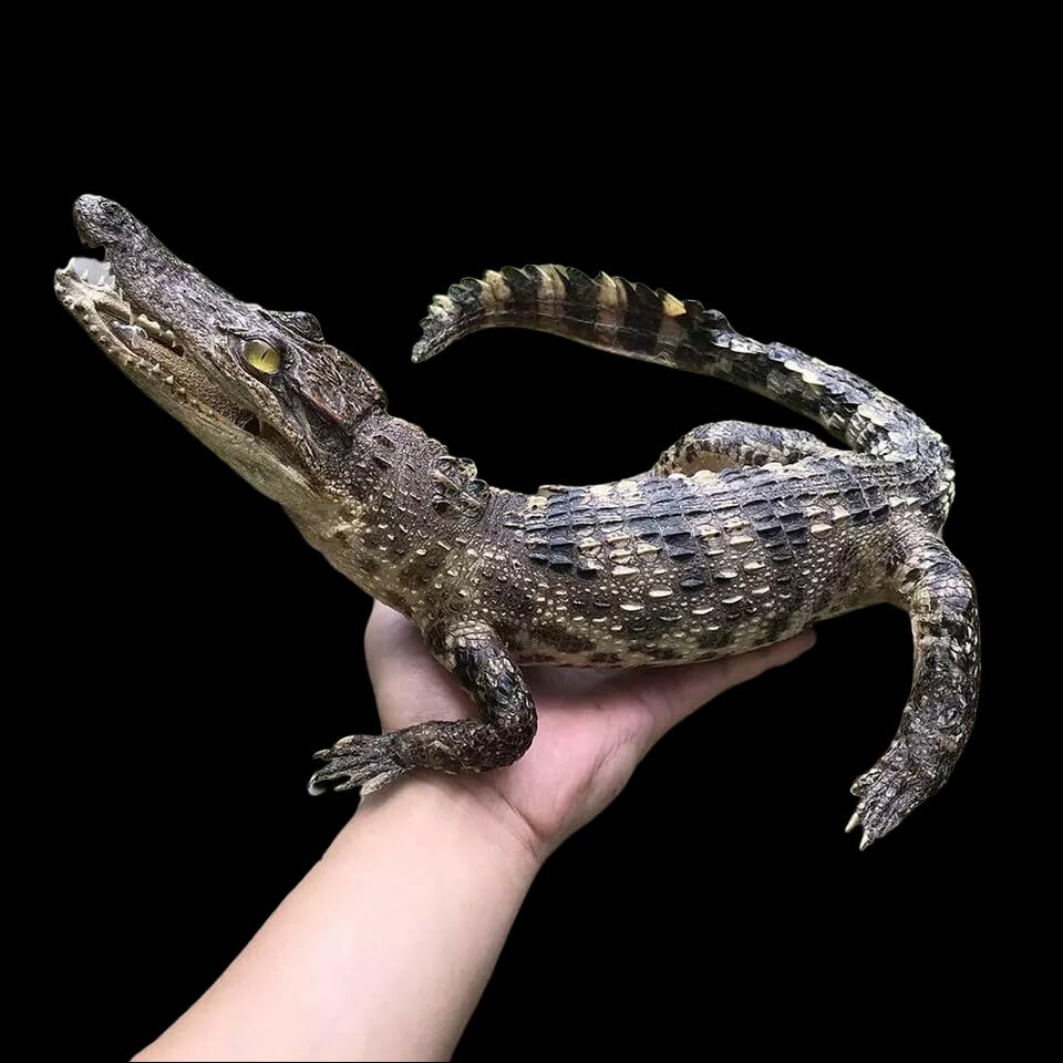 1 PC 50-60cm/20-24inches Real Crocodile Taxidermy Specimen Animal Skull Rare Decor Stuffed Craft