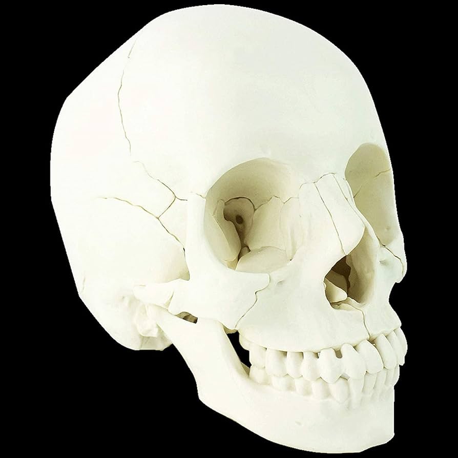 わかる医学 1, 7, 8, 11 セット Z Score | Definition, Equation & Example - Lesson | Study.com