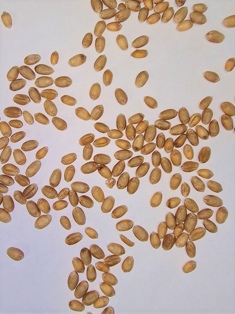 WIDU Bio Weizen geeignet zum Backen Getreide Ganzes Korn 25 KG Getreidesack