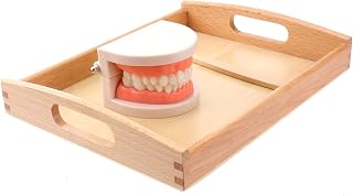 Totority Standard Dental Teeth Model, Children Brushing& Washing Kit Toy Demonstration Teeth Model Dental Teeth for Hospital Dentists