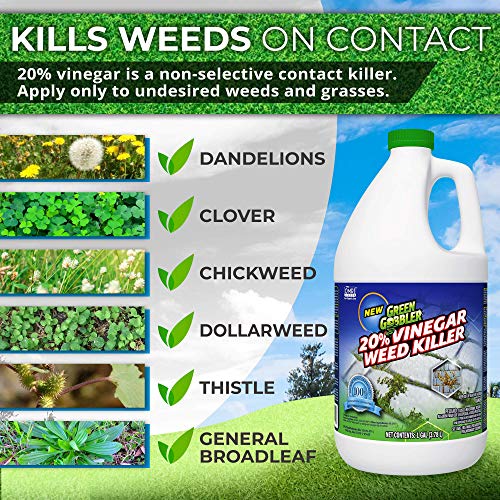 How To Get Rid Of Dandelions Fast