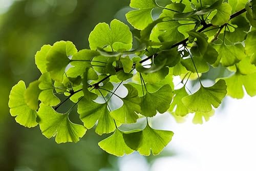 Miniatura 2 de Gingko Biloba - Semillas de árbol para plantar - 6 semillas - Hojas comestibles que promueven la memoria y el vigor - Semillas de ginko