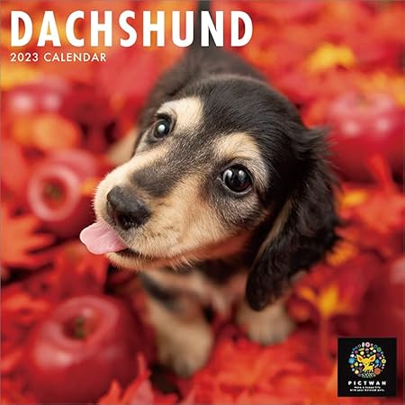Amazon Co Jp わくわく製作所 ダックスフンド 23年 カレンダー Cl23 1211 白 文房具 オフィス用品 Amazon Co Jp わくわく製作所 ダックスフンド 23年 カレンダー Cl23 1211 白 文房具 オフィス用品