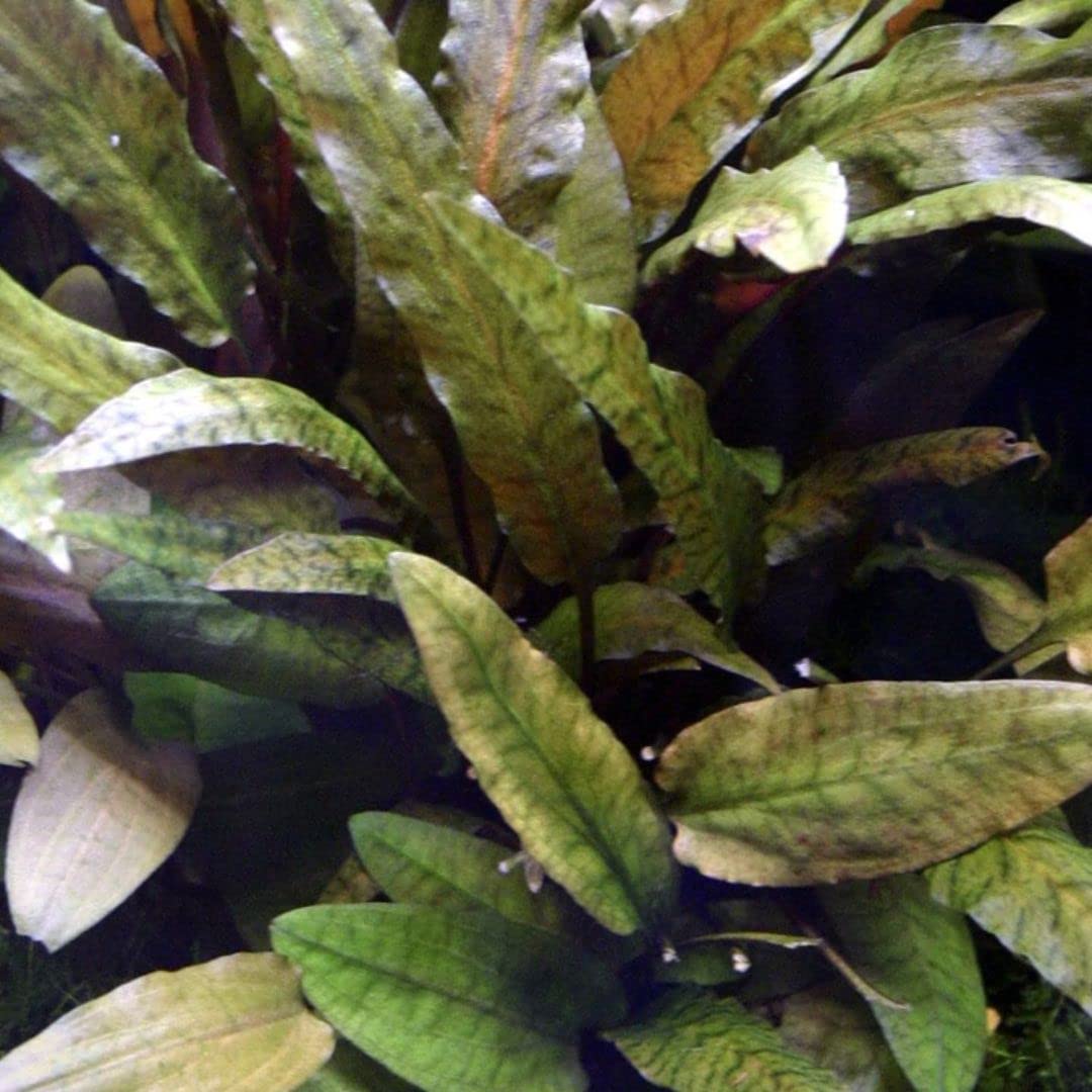 AquaOne Aquarium Pflanze 3 Stück Cryptocoryne wendtii 'Tropica' I Wasserpflanze Aquariumpflanze Rosette voll durchwurzelt einfach pflegeleicht Aquascaping Dekoration