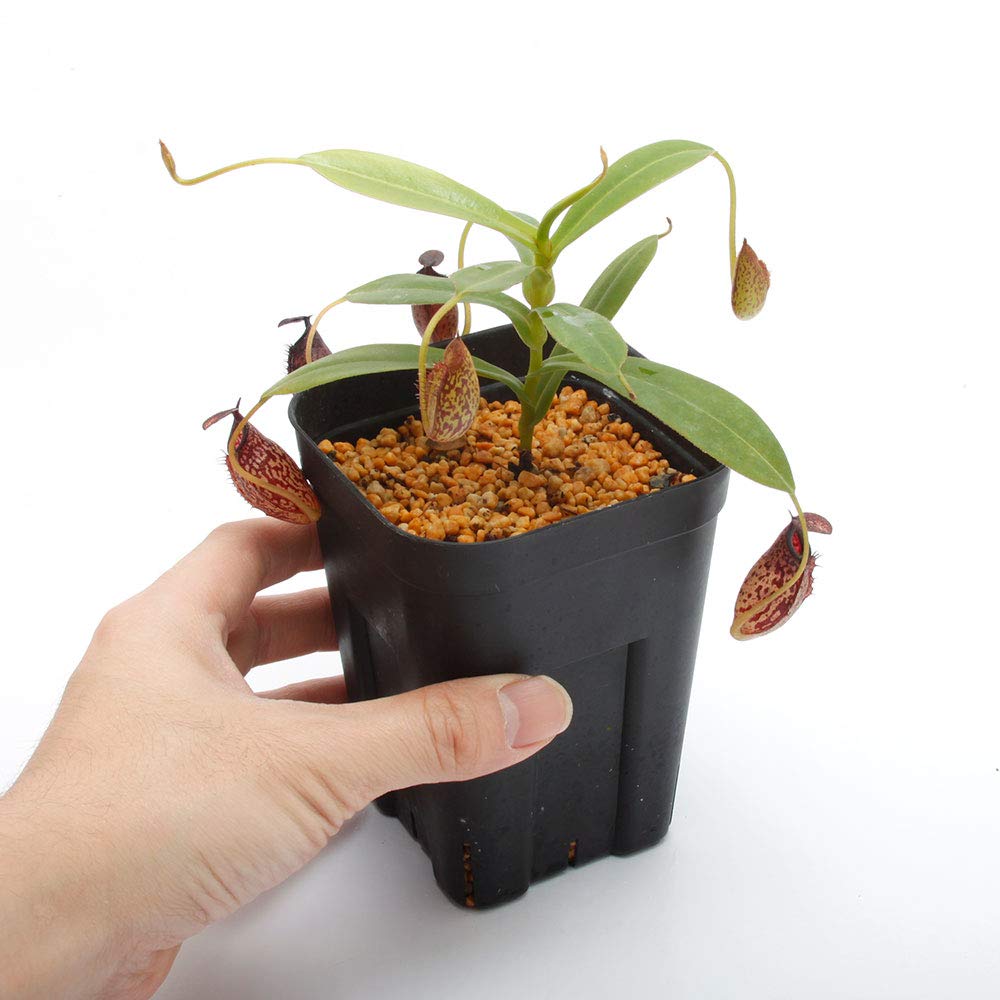Amazon｜Nepenthes spectabilis x aristolochioides [ ネペンテス