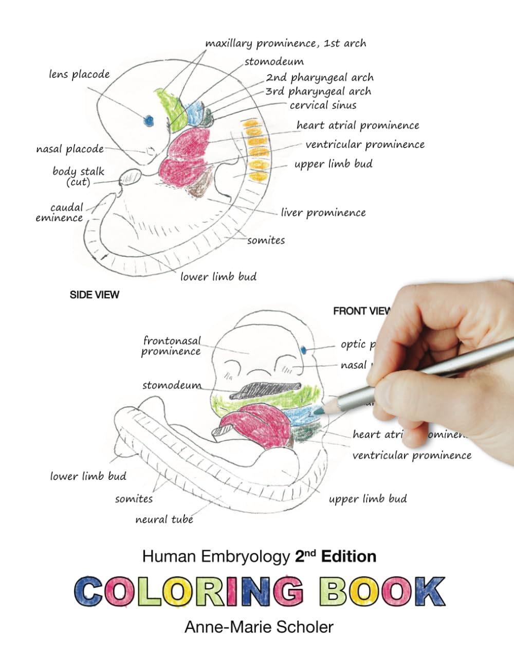 Human Embryology Coloring Book