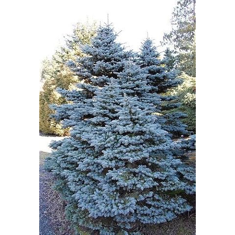 Tree Seeds Online - Picea Pungens Glauco. Colorado Blue Spruce. 50 Seeds - 1 Packs Cover