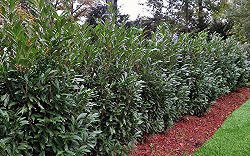 Froze Schip/Skip Laurel Shrub/Bush/Hedge - 6-10'' Tall Seedlings - Live Plants - 2.5'' Pots - Prunus laurocerasus 'Schipkaensis'