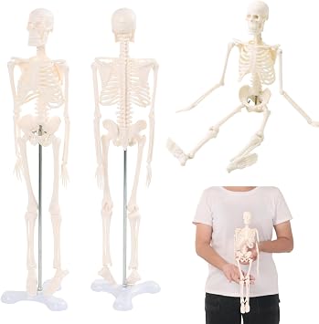 Japard Human Skeleton Model for Anatomy 17.7 Inch, 1/4 Size, Scientific Skull with Movable Arms, Legs & Display Stand, Skeleton Action Figure, Useful for Display, Study, Design