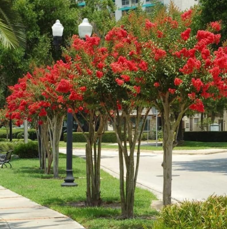 2 Red Crape Myrtle Trees - 6-12 Tall Live Plants - Flowering Fast Growing Ornamental Crepe Myrtle Bushes/Shrubs - Lagerstroemia Indica - (2 Pack)