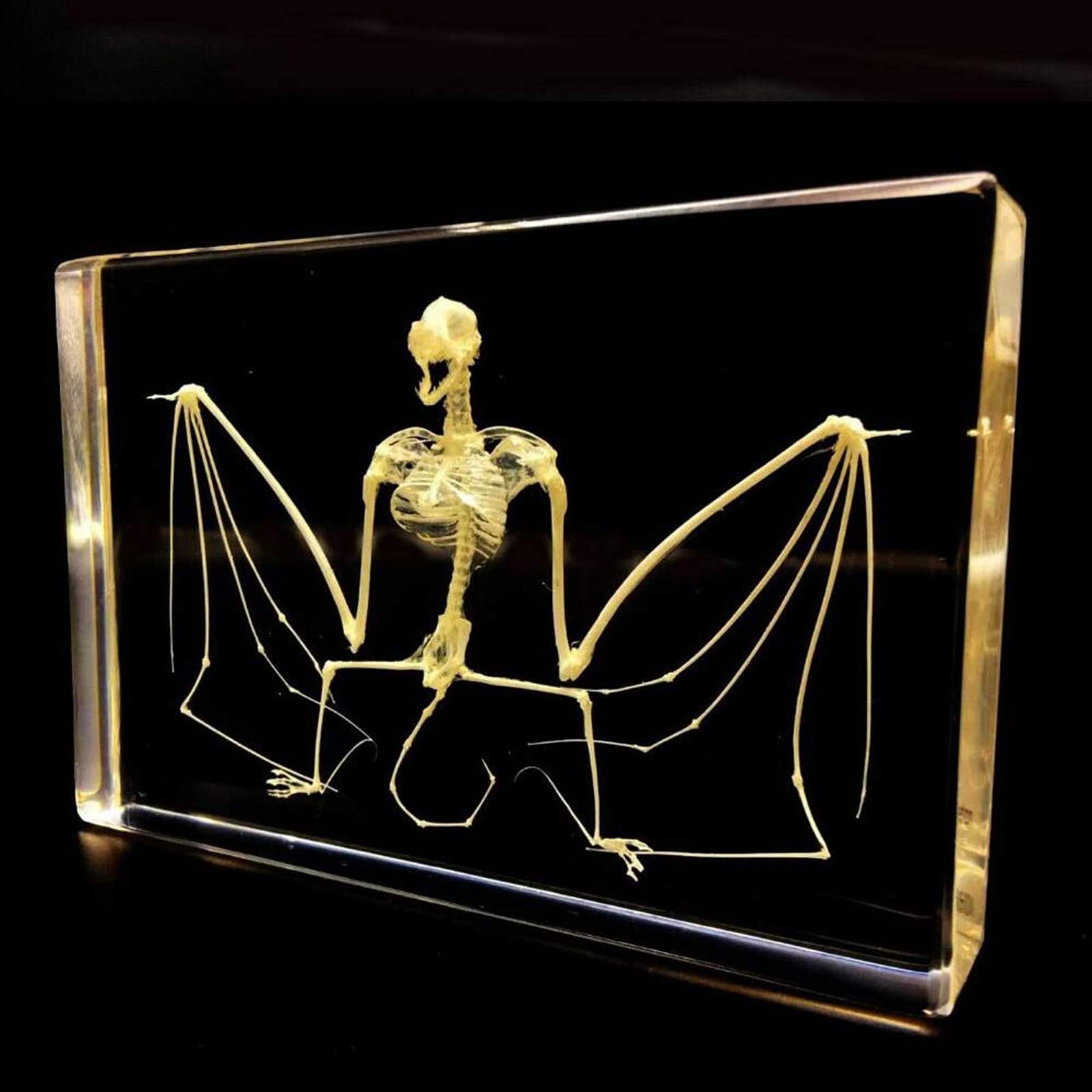 Espécimen de Esqueleto de murciélago Taxidermia en Bloques de acrílico Espécimen de pisapapeles para educación científica, 5 x 3.5 x 1.2 Pulgadas