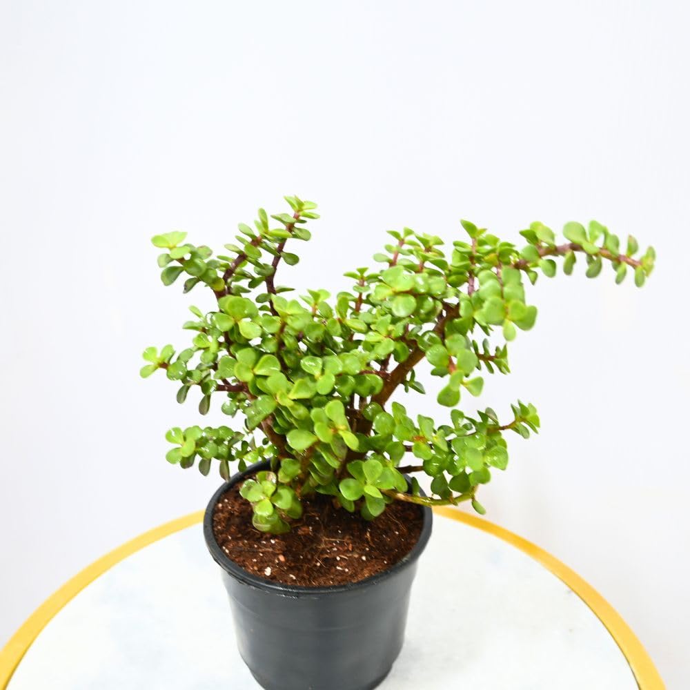 Nayra Live Button Jade Plant Indoor Plant with Black nursery Pot |Small Plant With Pot - Image 8 thumbnail