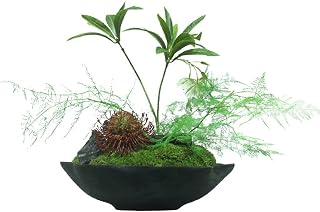 XXXDXDP Perpetual Moss Plant Wabi-sabi Style Greenery Bonsai Ornament Chinese Study Indoor Microscopic Potted Plant